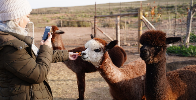 Alpaca